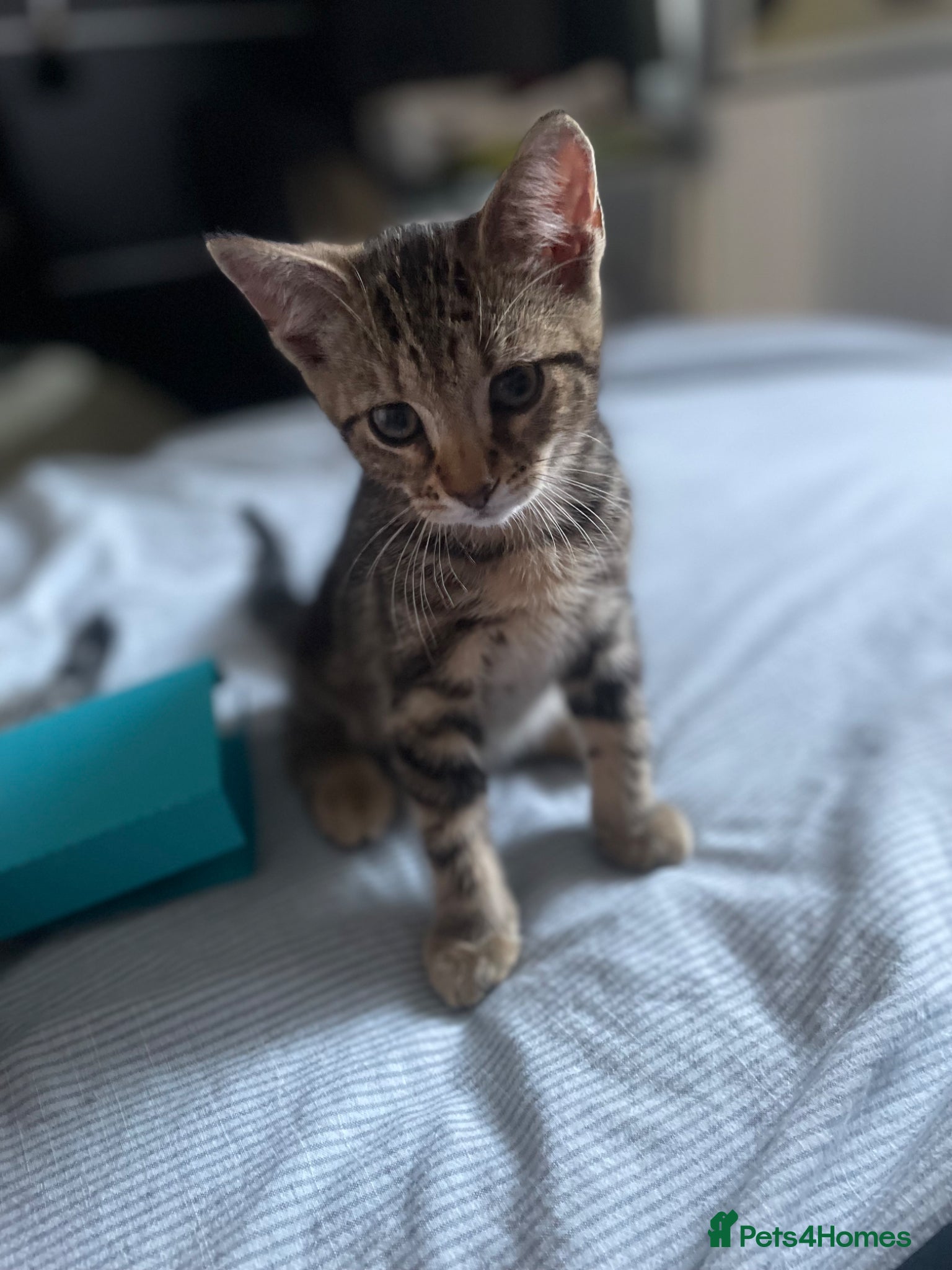 Mixed Breed cats for sale: Kittens  in Bishop's Stortford - Advert 6