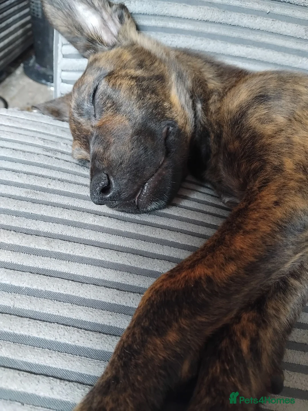 Mixed Breed dogs for sale: Malinios cross German shepherd  in Swindon - Advert 1