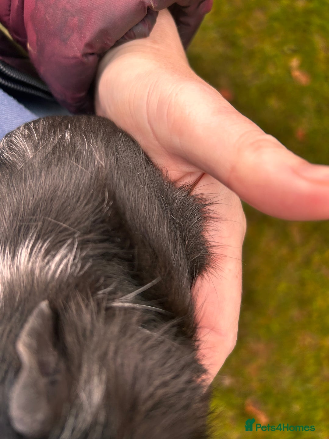 Guinea Pig rodents for sale: 2 baby boy guinea pigs available - Advert 3