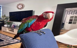 Macaws birds for sale: Beautiful red macaw - Image 3