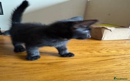Mixed Breed cats for sale: Mixed kittens  - Image 6