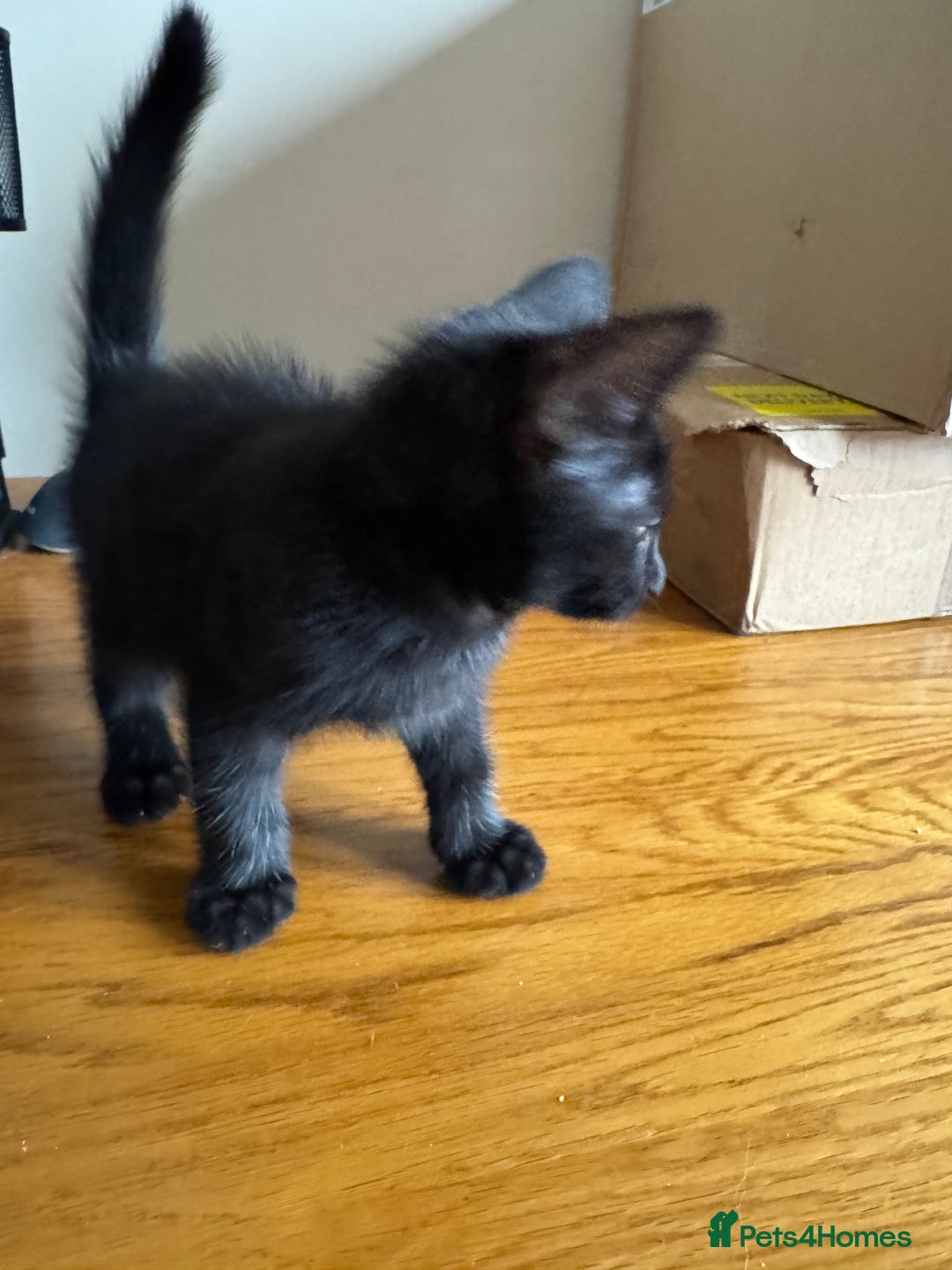 Mixed Breed cats for sale: Mixed kittens  - Image 6