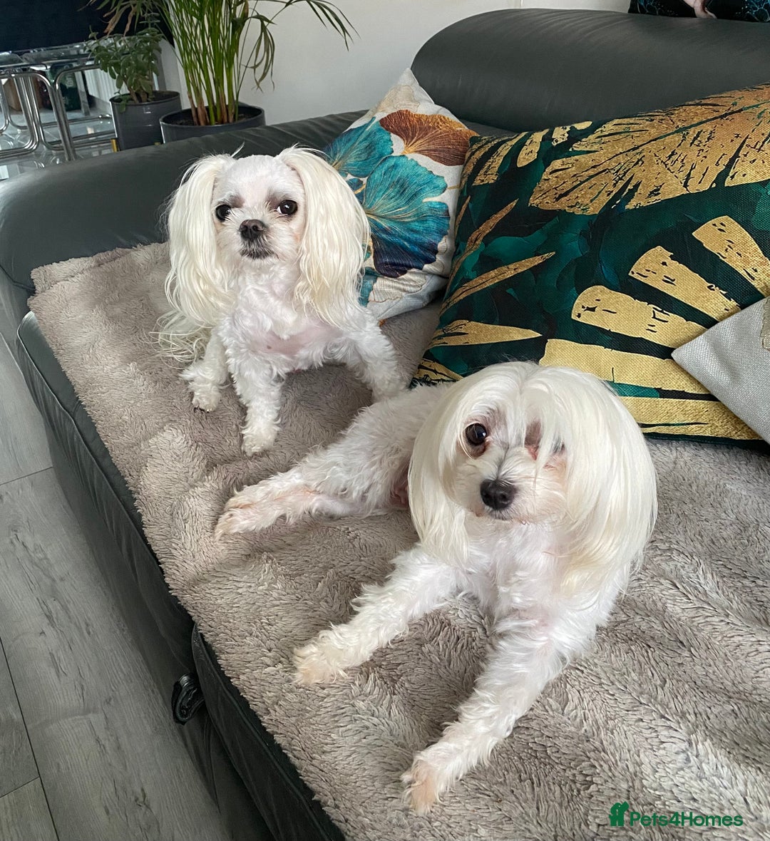 Maltese dogs for sale: 🌟KC STUNNING half-Korean Maltese puppies 🌟 - Image 14