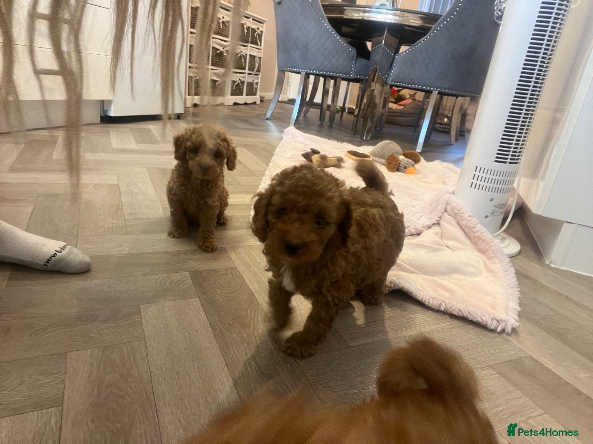 Toy Poodle dogs Toy poodle puppies  - Advert 7