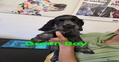Mixed Breed dogs - Advert 15