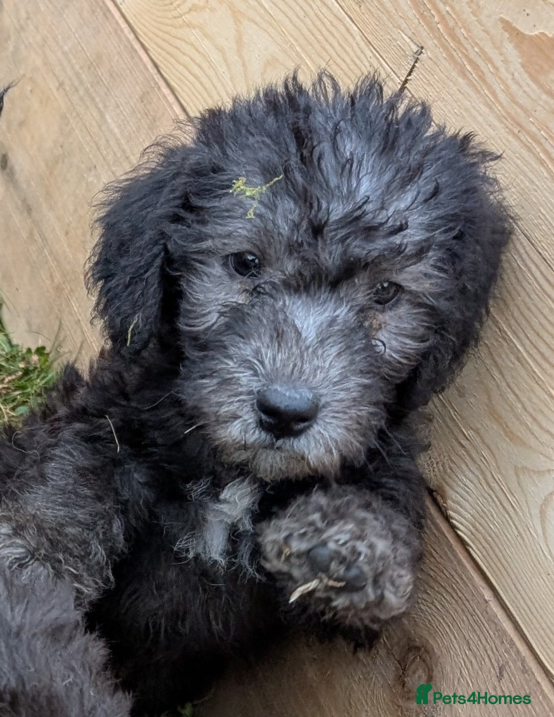 Bedlington Terrier dogs for sale: Bedlington terriers - working stock - Image 3