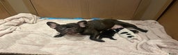 French Bulldog dogs for sale: French bulldogs ready for 12 January  - Advert 3