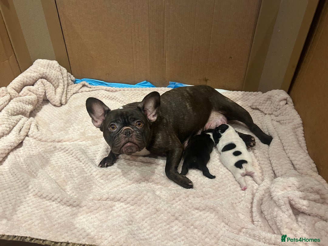 French Bulldog dogs for sale: French bulldogs ready for 12 January  - Advert 3
