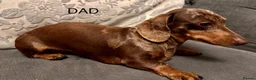 Miniature Dachshund dogs for sale: Very small smooth miniature daschund  - Advert 10