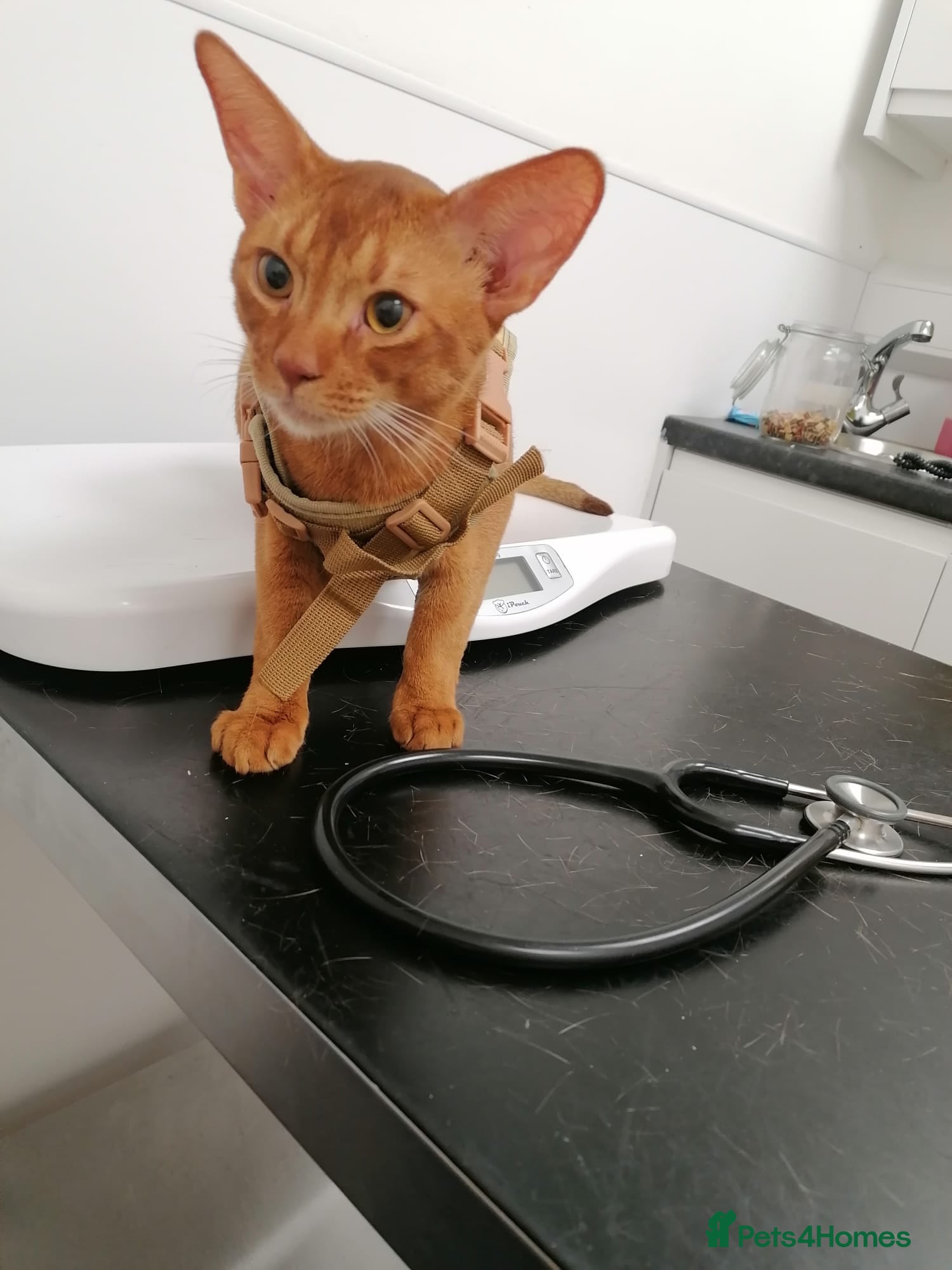 Ruddy