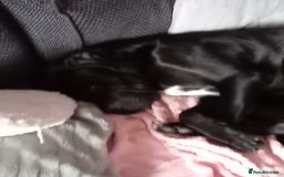 Cane Corso dogs for sale: Boo female  - Image 3