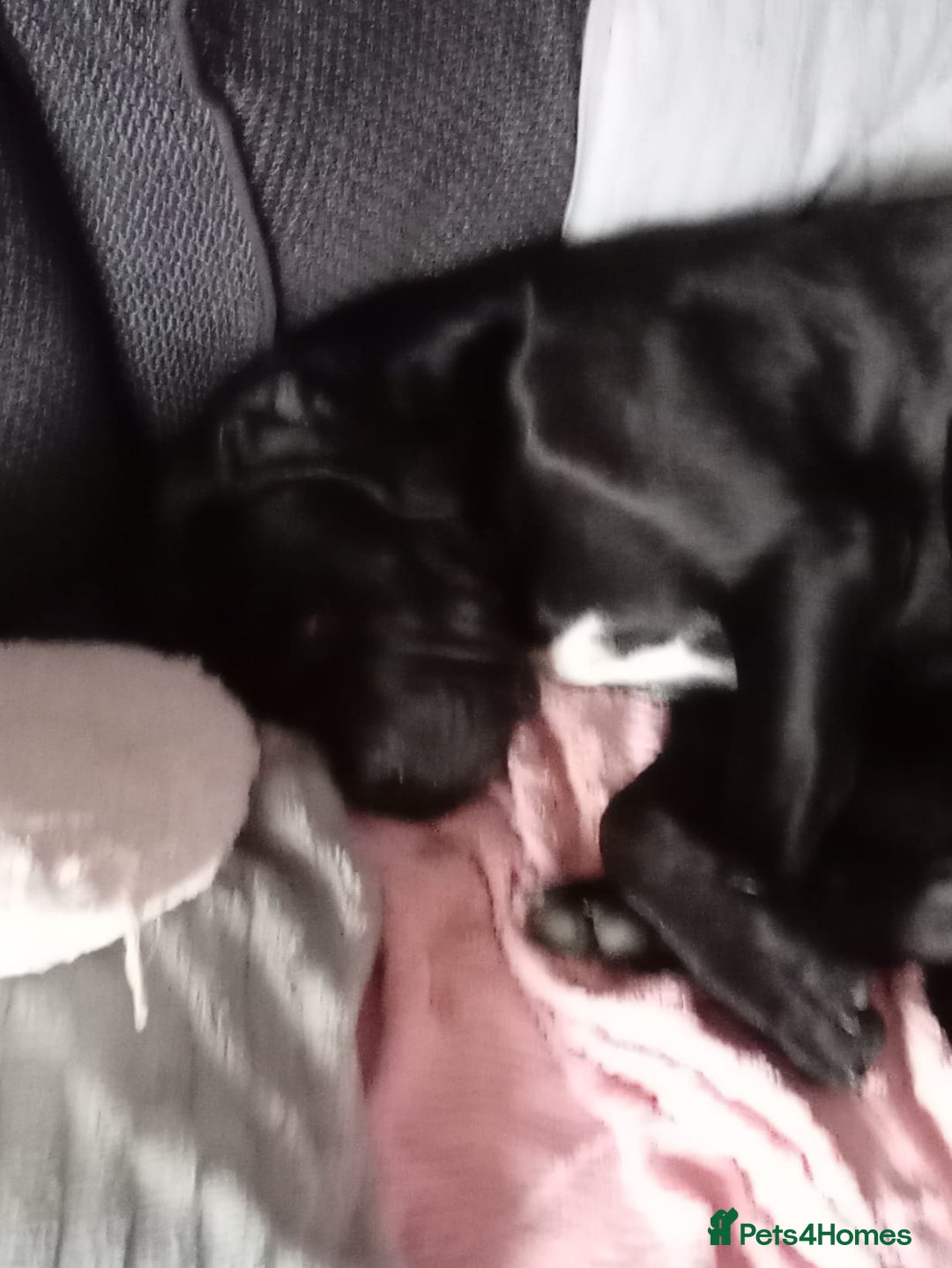 Cane Corso dogs for sale: Boo female  - Image 3