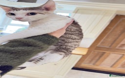 Devon Rex cats for sale: Fantastic quality GCCF boy  - Image 9