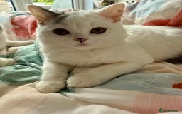 British Shorthair cats for stud: For stud only  in Manningtree - Advert 9