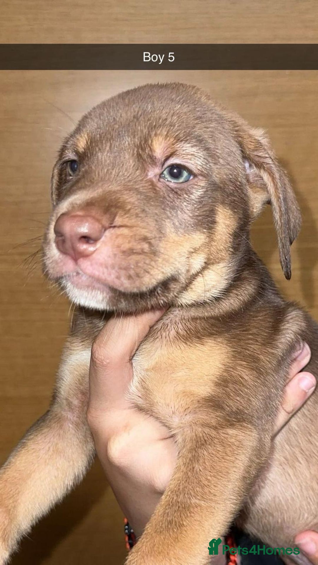 Mixed Breed dogs for sale: Puppies for sale  - Image 12