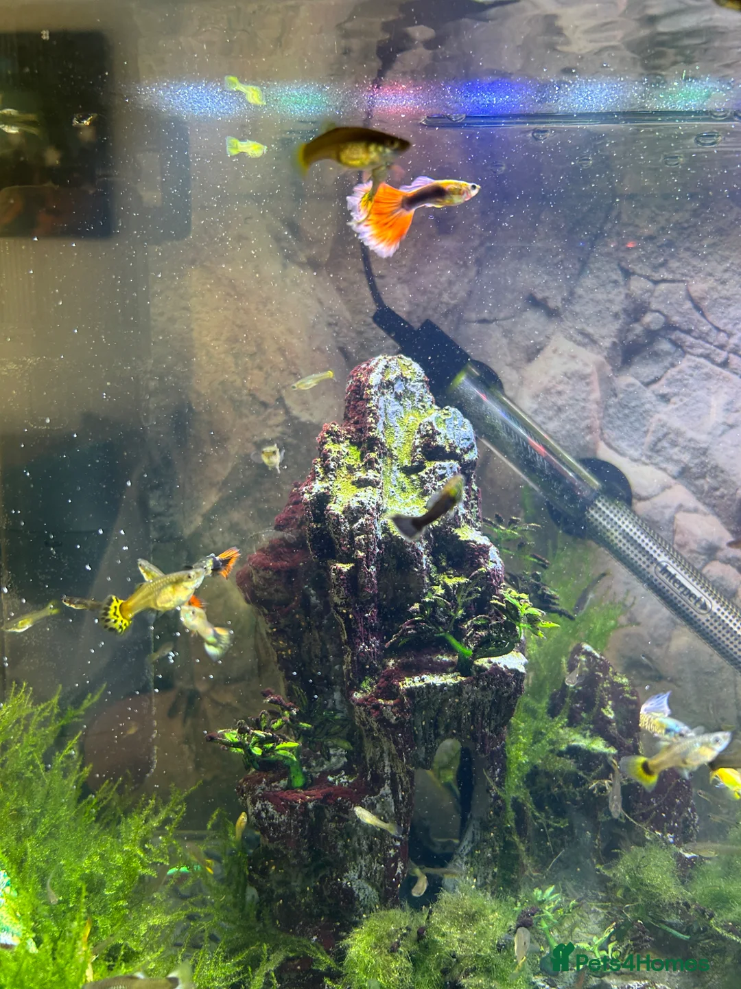 Other/Mixed Breed fish for sale: Mixed sex Guppies  - Advert 2