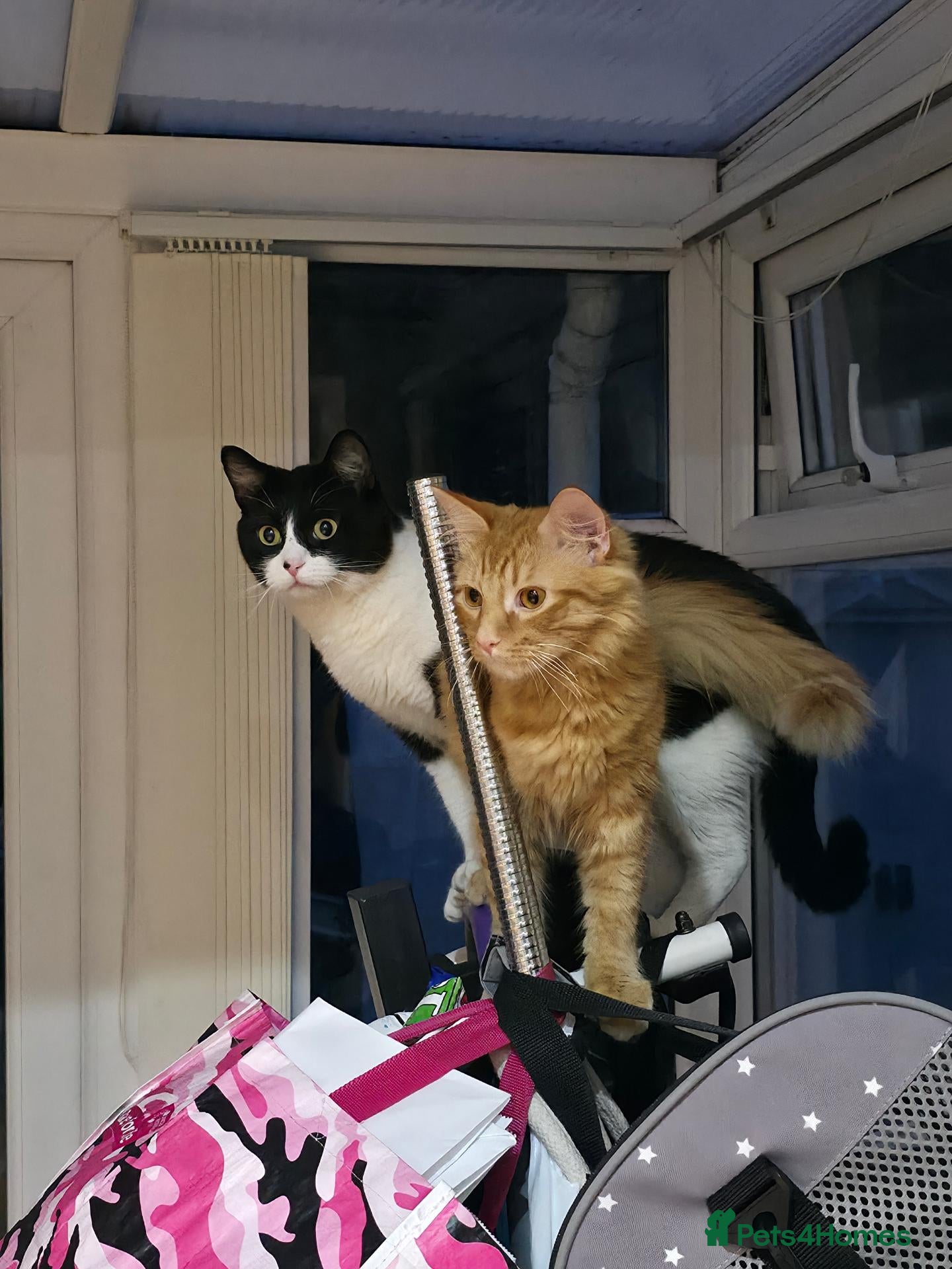 Mixed Breed cats for sale: Simba and Rambo looking for good home - Advert 8
