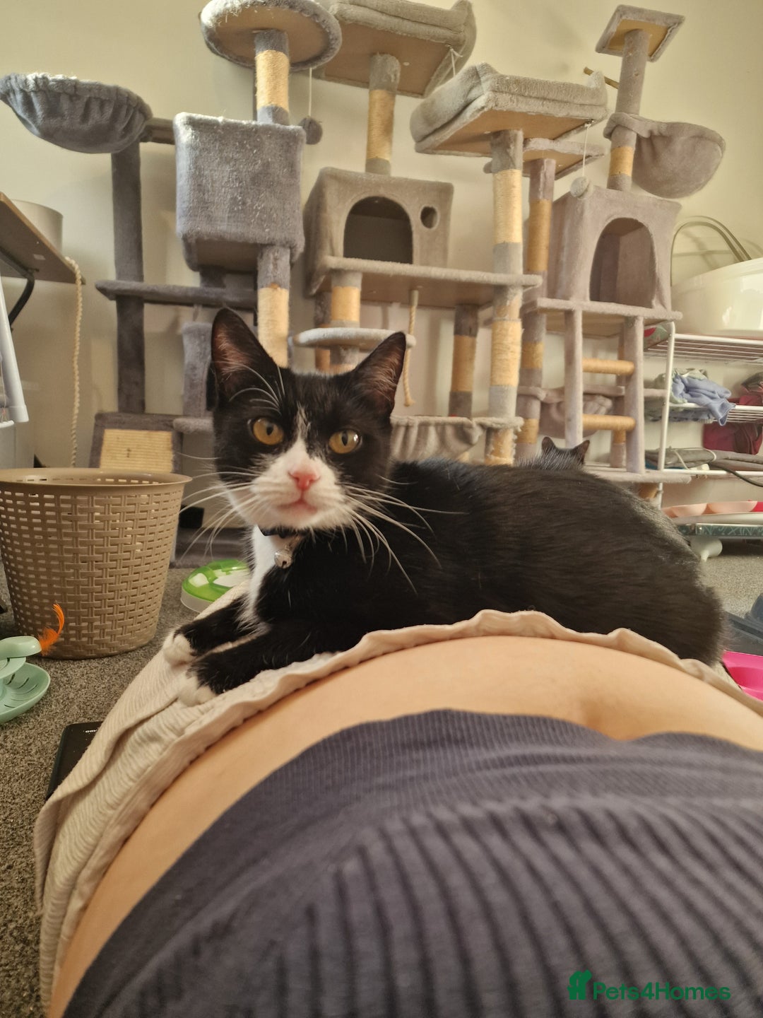 Domestic Shorthair cats for adoption: Itty bitty Beanie - Image 5