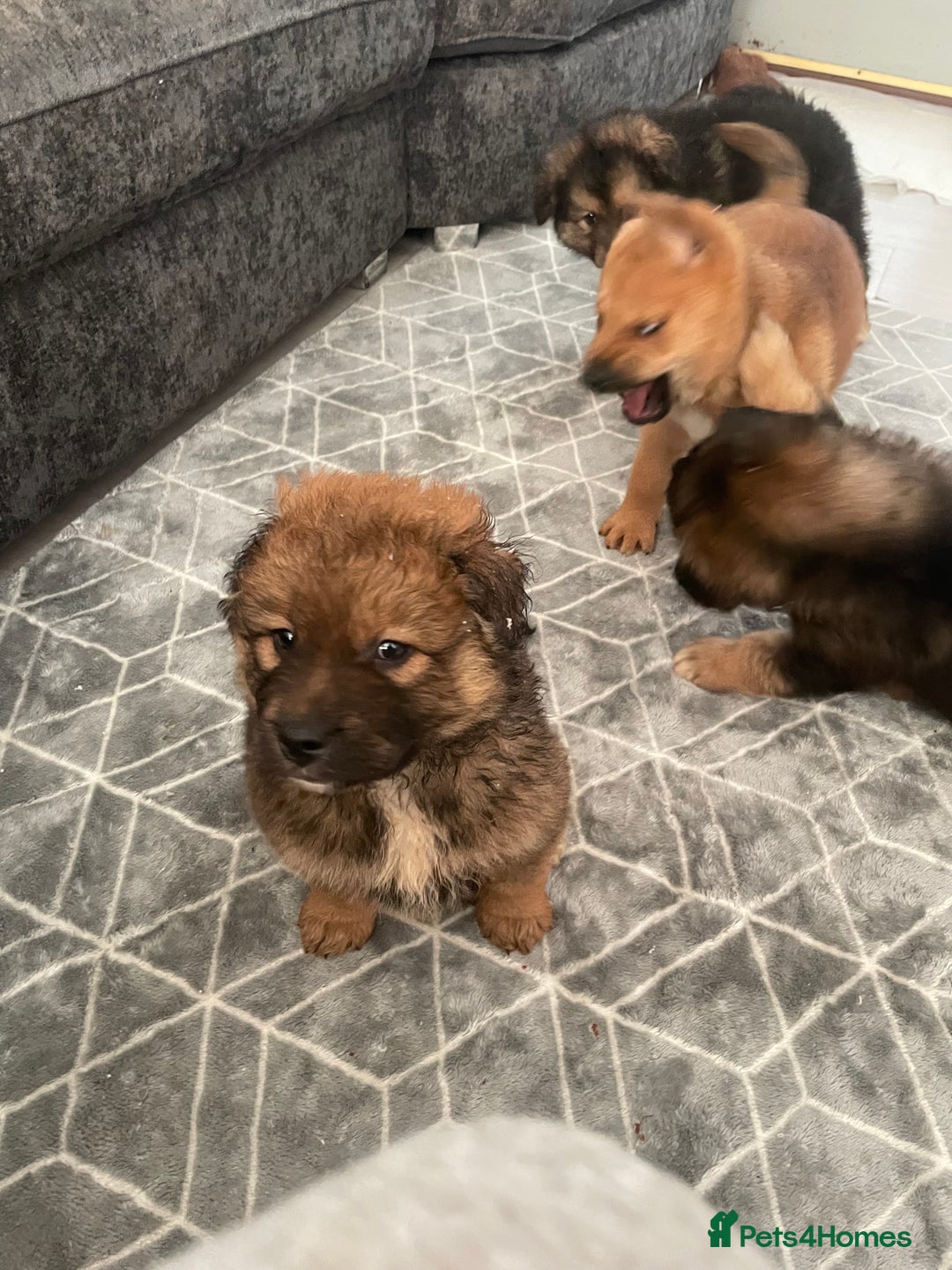 Mixed Breed dogs for sale: *only 1 male left* Malkita puppies 4 boys - Advert 32