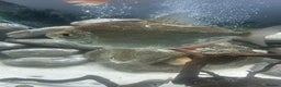 Other/Mixed Breed fish for sale: 3 large silver dollars and 1 syndontis catfish  - Advert 3