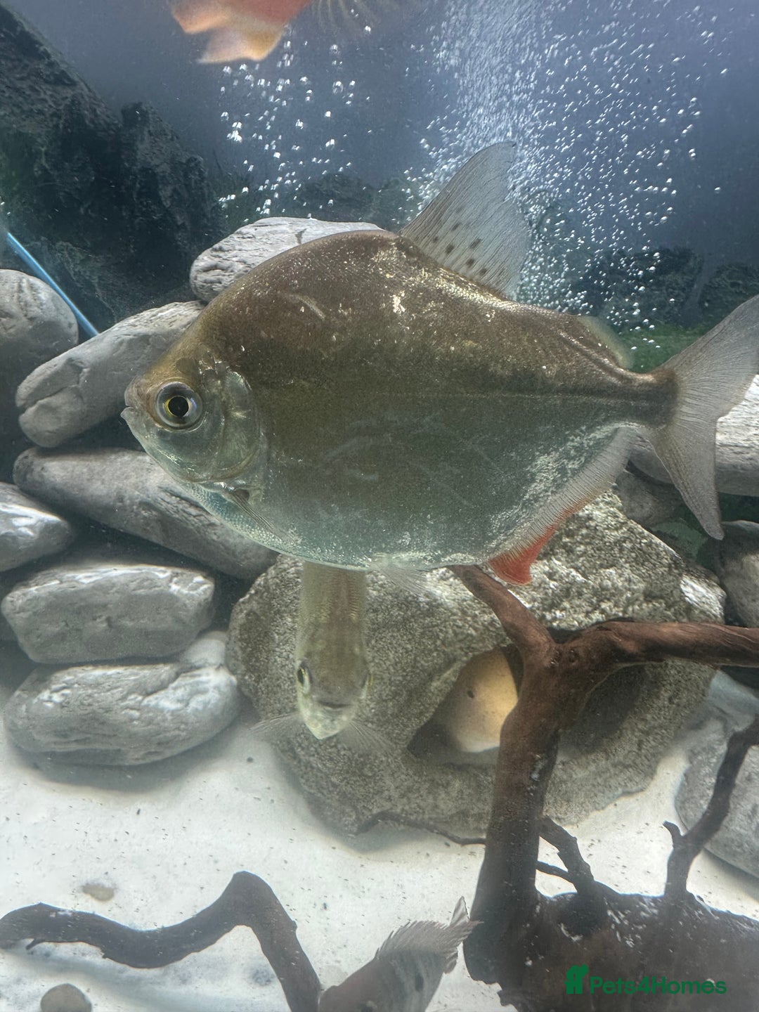 Other/Mixed Breed fish for sale: 3 large silver dollars and 1 syndontis catfish  - Advert 3