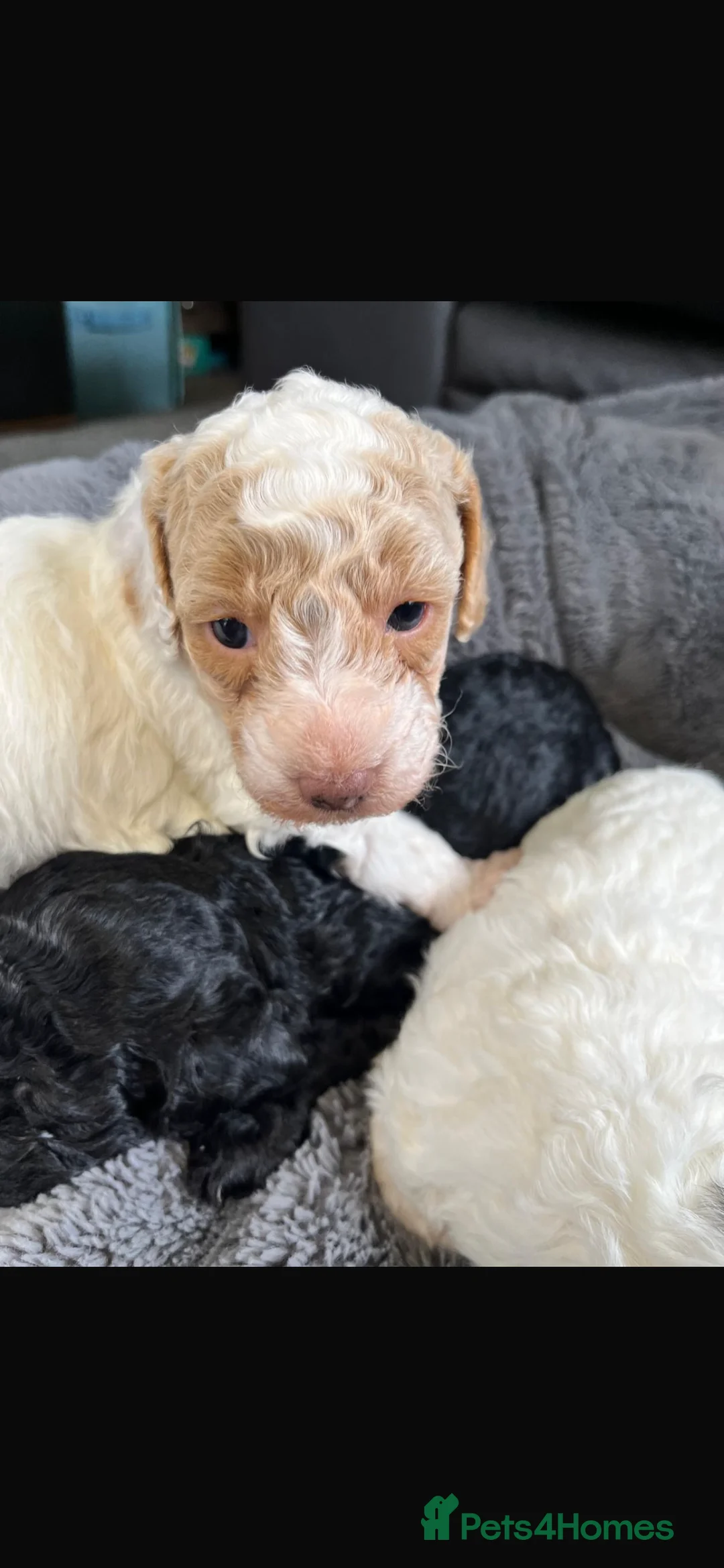 Cavapoo dogs for sale: Stunning litter Cavapoo pups  in Hereford - Advert 4