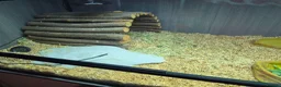Tortoise reptiles for sale: Baby Hermann Tortoise with complete setup - Advert 6