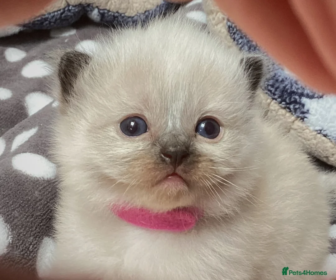 Ragdoll cats for stud: Blue Point Champion Line GCCF Registered Stud in Maidstone - Advert 18