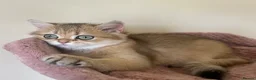 British Shorthair cats for sale: Delightful Golden British Shorthair Kittens - Advert 5