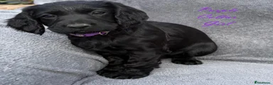 Purple collar girls