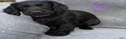 Cocker Spaniel dogs for sale: Gorgeous KC reg Cocker Spaniel pups (working type) - Advert 8