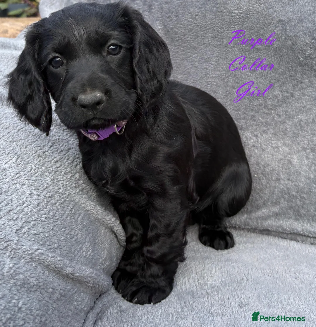 Cocker Spaniel dogs for sale: Gorgeous KC reg Cocker Spaniel pups (working type) - Advert 8