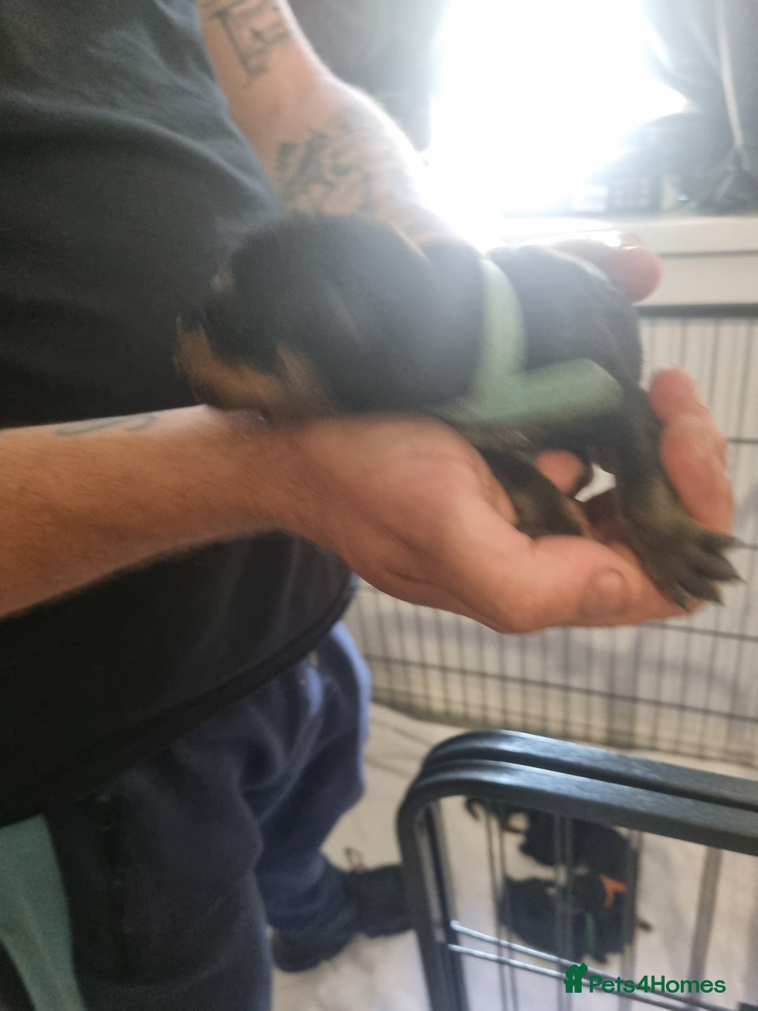 Rottweiler dogs for sale: Rottweiler puppy's  in Stoke-on-Trent - Image 13