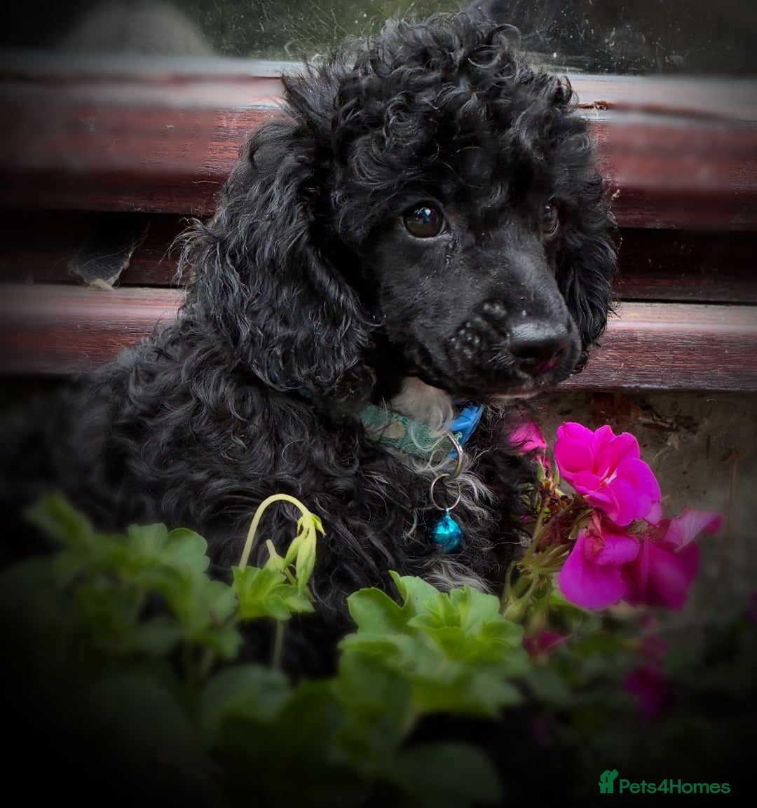 Poodle dogs for sale: Poodle x fully vaccinated  - Advert 1