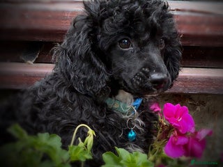 Poodle dogs - Advert 3