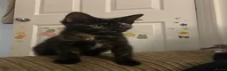 Mixed Breed cats for sale: Little black diamond - Advert 5