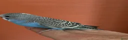 Budgerigars birds for sale:  2 Budgies for Sale  - Advert 3