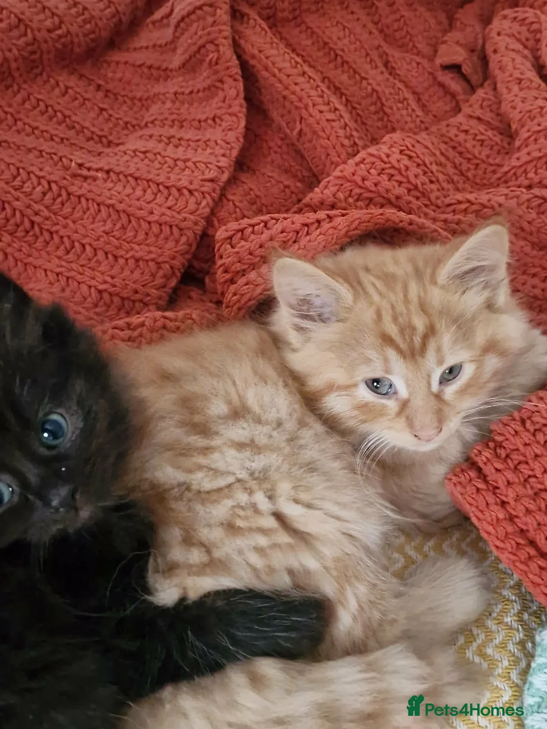 Mixed Breed cats for sale: Ginger and grey and black and tabby kittens - Advert 2