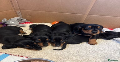 Miniature Dachshund dogs Beautiful Miniature Dachshund Puppies  - Advert 8