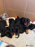 Miniature Dachshund dogs Beautiful Miniature Dachshund Puppies - Advert 3