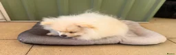 Pomeranian dogs for sale: Boy puppy  in Potters Bar - Advert 6
