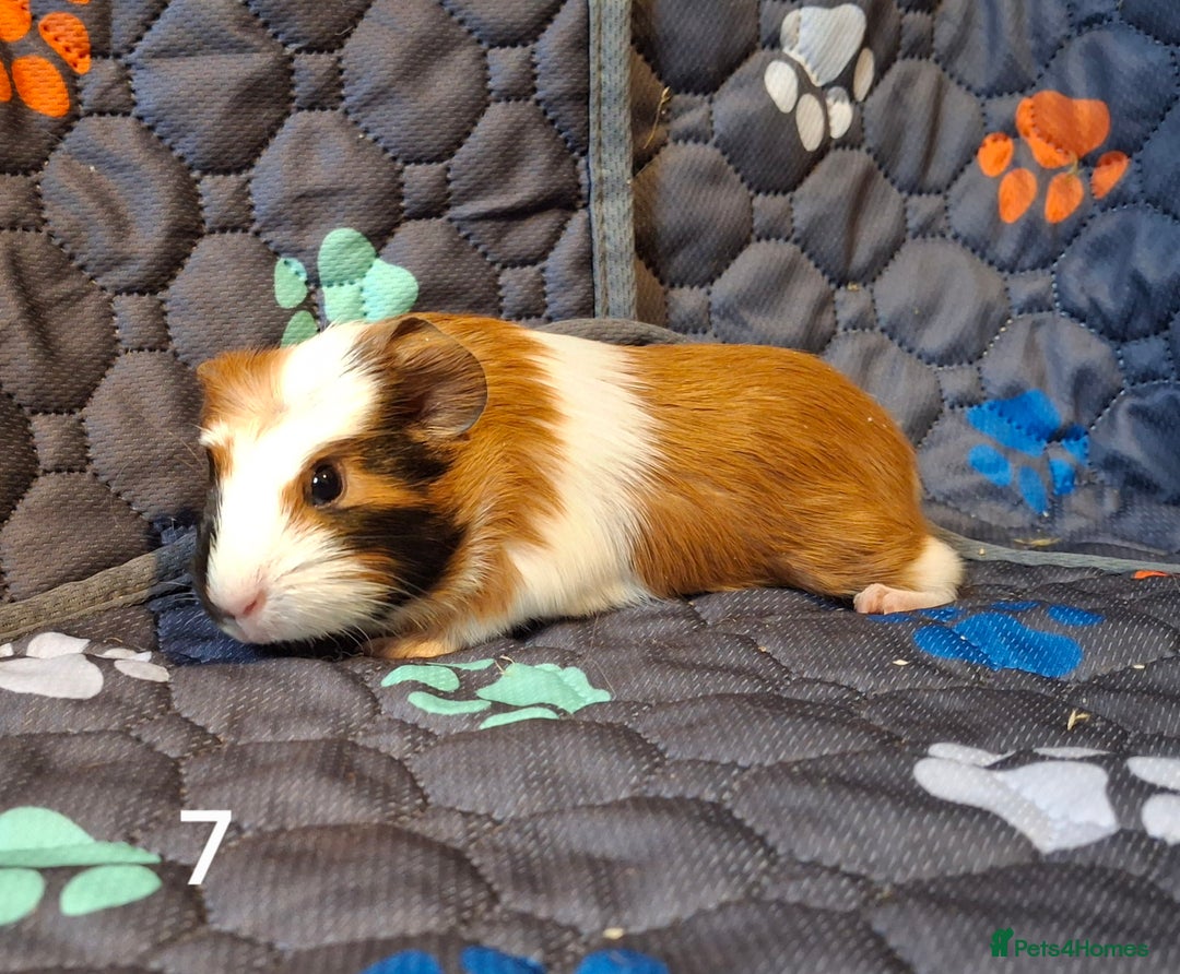 Guinea Pig rodents for sale: Beautiful Baby guinea pigs looking for new home - Advert 7