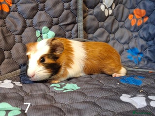 Guinea Pig rodents Beautiful Baby guinea pigs looking for new home - Advert 9