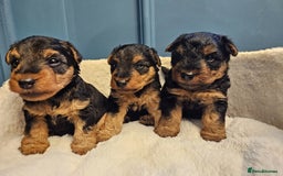 Welsh Terrier dogs for sale: Beautiful Champion Lines KC Welsh Terrier Puppies - Image 9