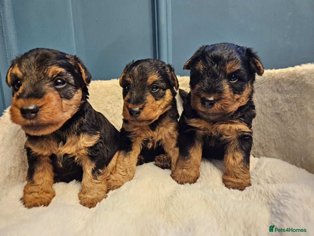 Welsh Terrier dogs for sale: Beautiful Champion Lines KC Welsh Terrier Puppies - Image 9
