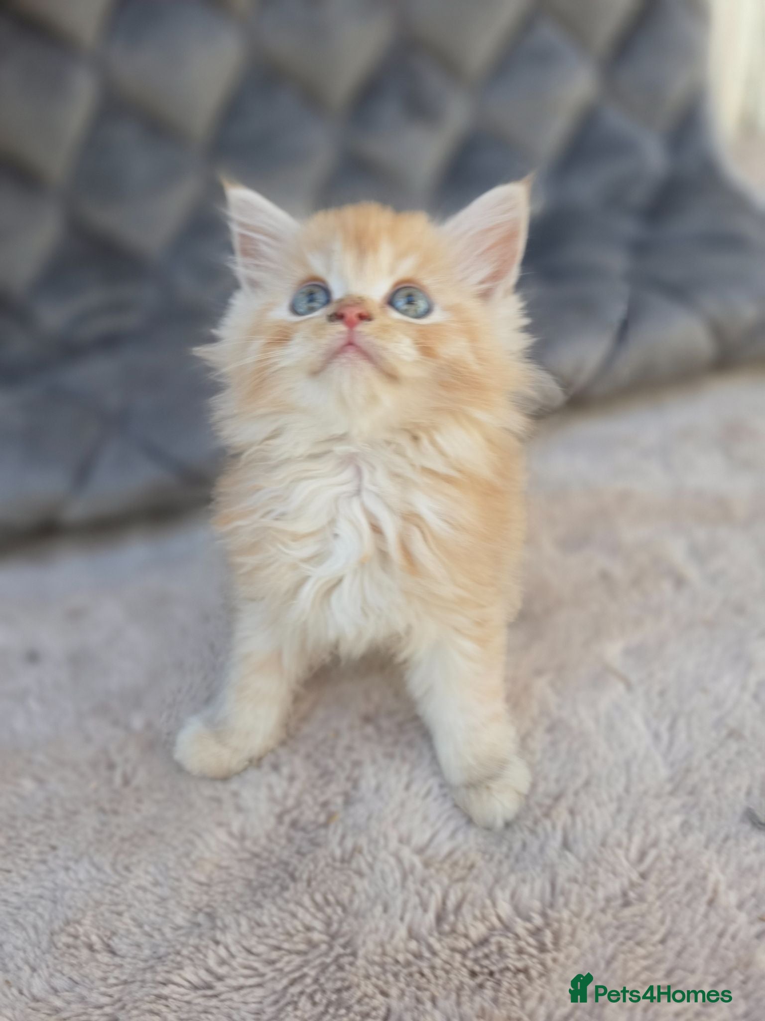 Maine Coon cats Maine Coon x Ragdoll x Persian  - Advert 1