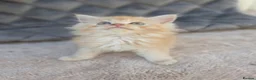 Maine Coon cats for sale: Maine Coon x Ragdoll x Persian  - Advert 1