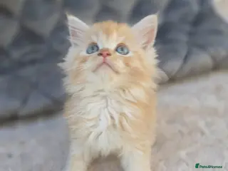 Maine Coon cats Maine Coon x Ragdoll x Persian - Advert 1