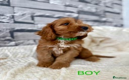 Cockapoo dogs for sale: STUNNING F1 FOX RED COCKERPOO PUPPIES - Image 10