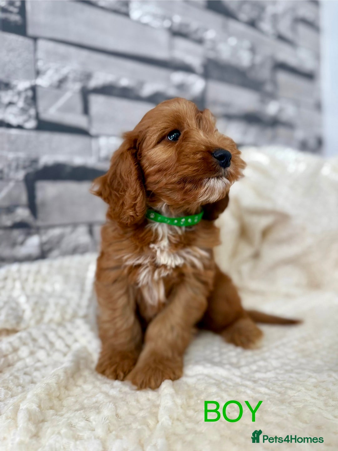 Cockapoo dogs for sale: STUNNING F1 FOX RED COCKERPOO PUPPIES - Image 10